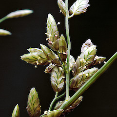 Spikelets. Wanganui, Nov 2011.<br>Photographer: Colin C. Ogle, Licence: <a target='_blank' href='https://creativecommons.org/licenses/by-nc/4.0'>CC BY-NC</a>.