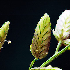 Spikelets. Wanganui, Nov 2011.<br>Photographer: Colin C. Ogle, Licence: <a target='_blank' href='https://creativecommons.org/licenses/by-nc/4.0'>CC BY-NC</a>.