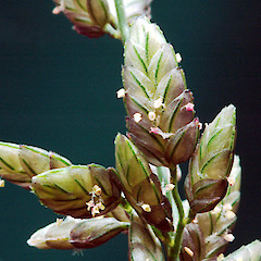 Spikelets. Wanganui, Nov 2011.<br>Photographer: Colin C. Ogle, Licence: <a target='_blank' href='https://creativecommons.org/licenses/by-nc/4.0'>CC BY-NC</a>.