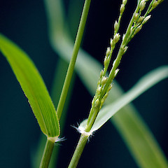 Collar and ligule. Wanganui, Feb 2011.<br>Photographer: Colin C. Ogle, Licence: <a target='_blank' href='https://creativecommons.org/licenses/by-nc/4.0'>CC BY-NC</a>.