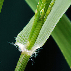 Collar and ligule. Wanganui, Feb 2011.<br>Photographer: Colin C. Ogle, Licence: <a target='_blank' href='https://creativecommons.org/licenses/by-nc/4.0'>CC BY-NC</a>.