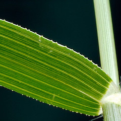 Glands on margin of leaf blade. Wanganui, Feb 2011.<br>Photographer: Colin C. Ogle, Licence: <a target='_blank' href='https://creativecommons.org/licenses/by-nc/4.0'>CC BY-NC</a>.
