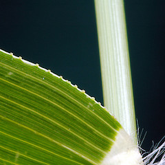 Glands on margin of leaf blade. Wanganui, Feb 2011.<br>Photographer: Colin C. Ogle, Licence: <a target='_blank' href='https://creativecommons.org/licenses/by-nc/4.0'>CC BY-NC</a>.