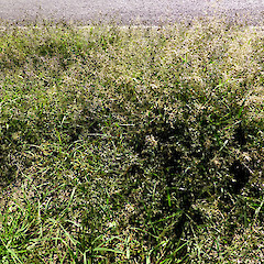 Gravel rail yard, Taupo Quay, Whanganui. Mainly purple inforescences.<br>Photographer: Colin C. Ogle, Date taken: 06/04/2016, Licence: <a target='_blank' href='https://creativecommons.org/licenses/by-nc/4.0'>CC BY-NC</a>.