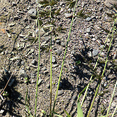 Gravel rail yard, Taupo Quay, Whanganui. Mainly purple inforescences, on decumbent culms.<br>Photographer: Colin C. Ogle, Date taken: 06/04/2016, Licence: <a target='_blank' href='https://creativecommons.org/licenses/by-nc/4.0'>CC BY-NC</a>.