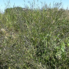Gravel rail yard, Taupo Quay, Whanganui. Mainly purple inforescences.<br>Photographer: Colin C. Ogle, Date taken: 06/04/2016, Licence: <a target='_blank' href='https://creativecommons.org/licenses/by-nc/4.0'>CC BY-NC</a>.