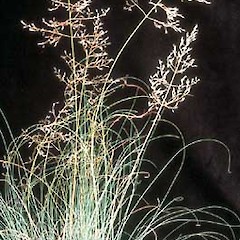 Eragrostis curvula.<br>Photographer: Auckland Regional Council, Licence: Public domain.