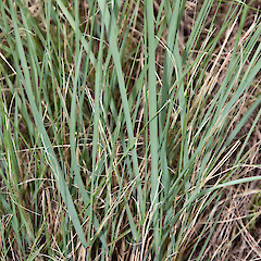 Karikari Peninsula.<br>Photographer: Jeremy R. Rolfe, Date taken: 21/02/2011, Licence: <a target='_blank' href='https://creativecommons.org/licenses/by/4.0'>CC BY</a>. <a class='member-message' href='/nzpcn/why-join-nzpcn/' target='_blank'>Members can view a larger version of this image.</a>