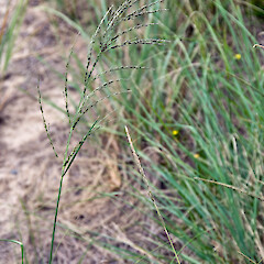 Inflorescence. Karikari Peninsula.<br>Photographer: Jeremy R. Rolfe, Date taken: 21/02/2011, Licence: <a target='_blank' href='https://creativecommons.org/licenses/by/4.0'>CC BY</a>. <a class='member-message' href='/nzpcn/why-join-nzpcn/' target='_blank'>Members can view a larger version of this image.</a>