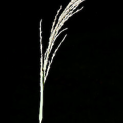 Inflorescence. Karikari Peninsula.<br>Photographer: Jeremy R. Rolfe, Date taken: 21/02/2011, Licence: <a target='_blank' href='https://creativecommons.org/licenses/by/4.0'>CC BY</a>. <a class='member-message' href='/nzpcn/why-join-nzpcn/' target='_blank'>Members can view a larger version of this image.</a>