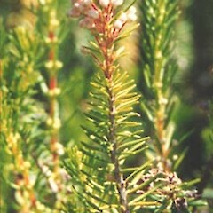 Erica vagans