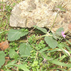 Erodium malacoides.<br>Photographer: John Smith-Dodsworth, Licence: <a target='_blank' href='https://creativecommons.org/licenses/by-nc/4.0'>CC BY-NC</a>.