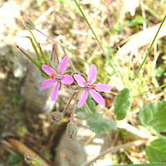 Erodium malacoides.<br>Photographer: John Smith-Dodsworth, Licence: <a target='_blank' href='https://creativecommons.org/licenses/by-nc/4.0'>CC BY-NC</a>.