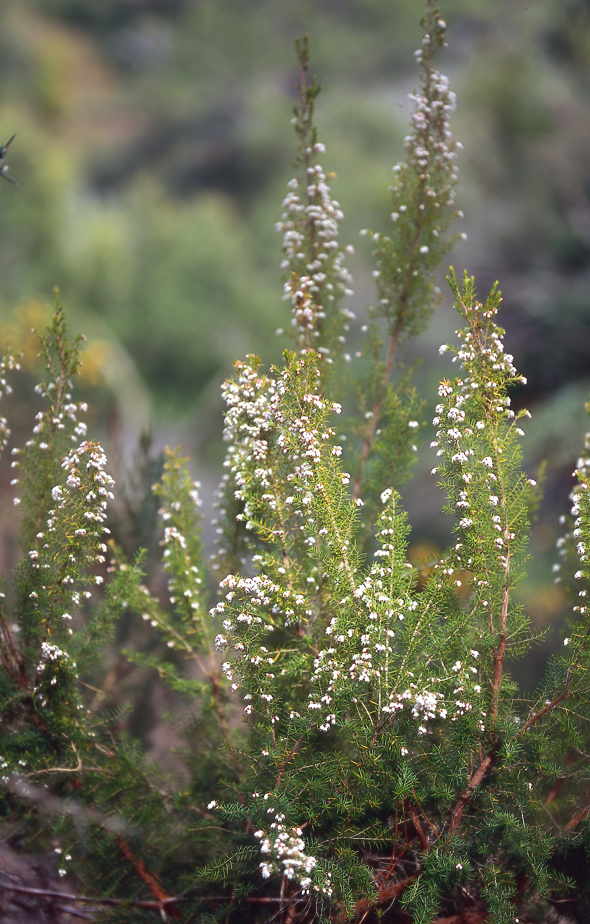 Erica lusitanica • New Zealand Plant Conservation