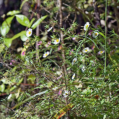 Hayward Scenic Reserve, Lower Hutt.<br>Photographer: Jeremy R. Rolfe, Date taken: 06/12/2006, Licence: <a target='_blank' href='https://creativecommons.org/licenses/by/4.0'>CC BY</a>. <a class='member-message' href='/nzpcn/why-join-nzpcn/' target='_blank'>Members can view a larger version of this image.</a>