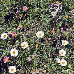Stokes Valley, Lower Hutt.<br>Photographer: Jeremy R. Rolfe, Date taken: 19/03/2011, Licence: <a target='_blank' href='https://creativecommons.org/licenses/by/4.0'>CC BY</a>. <a class='member-message' href='/nzpcn/why-join-nzpcn/' target='_blank'>Members can view a larger version of this image.</a>