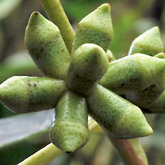 Eucalyptus nitens