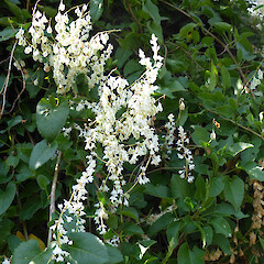 Scrambling in road side hedge, Blythburgh, England.<br>Photographer: Colin C. Ogle, Date taken: 04/08/2013, Licence: <a target='_blank' href='https://creativecommons.org/licenses/by-nc/4.0'>CC BY-NC</a>. <a class='member-message' href='/nzpcn/why-join-nzpcn/' target='_blank'>Members can view a larger version of this image.</a>