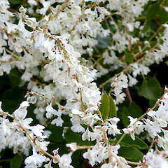 Scrambling in hedge, Avila, central Spain.<br>Photographer: Colin C. Ogle, Date taken: 24/06/2015, Licence: <a target='_blank' href='https://creativecommons.org/licenses/by-nc/4.0'>CC BY-NC</a>. <a class='member-message' href='/nzpcn/why-join-nzpcn/' target='_blank'>Members can view a larger version of this image.</a>