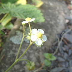 Fragaria vesca.<br>Photographer: John Smith-Dodsworth, Licence: <a target='_blank' href='https://creativecommons.org/licenses/by-nc/4.0'>CC BY-NC</a>.