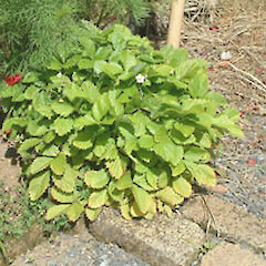 Fragaria vesca.<br>Photographer: John Smith-Dodsworth, Licence: <a target='_blank' href='https://creativecommons.org/licenses/by-nc/4.0'>CC BY-NC</a>.
