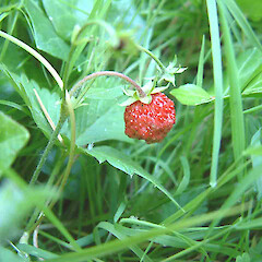 Fragaria vesca.<br>Photographer: John Smith-Dodsworth, Licence: <a target='_blank' href='https://creativecommons.org/licenses/by-nc/4.0'>CC BY-NC</a>. <a class='member-message' href='/nzpcn/why-join-nzpcn/' target='_blank'>Members can view a larger version of this image.</a>