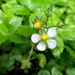 In cultivation, Whanganui.<br>Photographer: Colin C. Ogle, Date taken: 19/04/2013, Licence: <a target='_blank' href='https://creativecommons.org/licenses/by-nc/4.0'>CC BY-NC</a>. <a class='member-message' href='/nzpcn/why-join-nzpcn/' target='_blank'>Members can view a larger version of this image.</a>