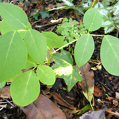 Seedling near adult fruiting plant, 16 Virginia Heights Whanganui.<br>Photographer: Colin C. Ogle, Date taken: 18/04/2017, Licence: <a target='_blank' href='https://creativecommons.org/licenses/by-nc/4.0'>CC BY-NC</a>. <a class='member-message' href='/nzpcn/why-join-nzpcn/' target='_blank'>Members can view a larger version of this image.</a>
