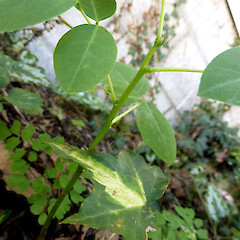 Seedling near adult fruiting plant, 16 Virginia Heights Whanganui.<br>Photographer: Colin C. Ogle, Date taken: 18/04/2017, Licence: <a target='_blank' href='https://creativecommons.org/licenses/by-nc/4.0'>CC BY-NC</a>. <a class='member-message' href='/nzpcn/why-join-nzpcn/' target='_blank'>Members can view a larger version of this image.</a>