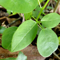 Seedling near adult fruiting plant, glabrous; 16 Virginia Heights Whanganui.<br>Photographer: Colin C. Ogle, Date taken: 18/04/2017, Licence: <a target='_blank' href='https://creativecommons.org/licenses/by-nc/4.0'>CC BY-NC</a>. <a class='member-message' href='/nzpcn/why-join-nzpcn/' target='_blank'>Members can view a larger version of this image.</a>