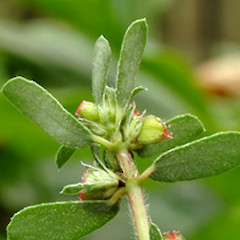 Undersides of leaves. Wanganui.<br>Photographer: Colin C. Ogle, Date taken: 03/03/2010, Licence: <a target='_blank' href='https://creativecommons.org/licenses/by-nc/4.0'>CC BY-NC</a>.