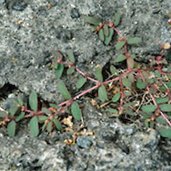 Wanganui.<br>Photographer: Colin C. Ogle, Date taken: 06/03/2010, Licence: <a target='_blank' href='https://creativecommons.org/licenses/by-nc/4.0'>CC BY-NC</a>.