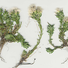 Facelis retusa - Tom Bowling Bay.<br>Photographer: Mike Wilcox, Date taken: 04/11/2005, Licence: All rights reserved. <a class='member-message' href='/nzpcn/why-join-nzpcn/' target='_blank'>Members can view a larger version of this image.</a>
