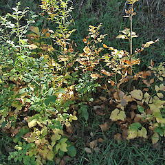 Suckering plants. Virginia Lake, Whanganui. May 2011.<br>Photographer: Colin C. Ogle, Licence: <a target='_blank' href='https://creativecommons.org/licenses/by-nc/4.0'>CC BY-NC</a>. <a class='member-message' href='/nzpcn/why-join-nzpcn/' target='_blank'>Members can view a larger version of this image.</a>