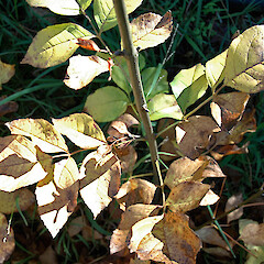 Autumn foliage. Virginia Lake, Whanganui. May 2011.<br>Photographer: Colin C. Ogle, Licence: <a target='_blank' href='https://creativecommons.org/licenses/by-nc/4.0'>CC BY-NC</a>. <a class='member-message' href='/nzpcn/why-join-nzpcn/' target='_blank'>Members can view a larger version of this image.</a>