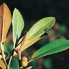 Ficus rubiginosa.<br>Photographer: Auckland Regional Council, Licence: Public domain.