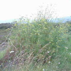 Foeniculum vulgare.<br>Photographer: John Smith-Dodsworth, Licence: <a target='_blank' href='https://creativecommons.org/licenses/by-nc/4.0'>CC BY-NC</a>.