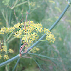 Foeniculum vulgare.<br>Photographer: John Smith-Dodsworth, Licence: <a target='_blank' href='https://creativecommons.org/licenses/by-nc/4.0'>CC BY-NC</a>.