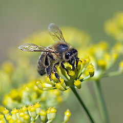 Drone fly feeding on nectar from female flowers. Hutt Valley.<br>Photographer: Jeremy R. Rolfe, Date taken: 04/02/2007, Licence: <a target='_blank' href='https://creativecommons.org/licenses/by/4.0'>CC BY</a>. <a class='member-message' href='/nzpcn/why-join-nzpcn/' target='_blank'>Members can view a larger version of this image.</a>