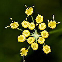 Male flowers. Hutt Valley.<br>Photographer: Jeremy R. Rolfe, Date taken: 04/02/2007, Licence: <a target='_blank' href='https://creativecommons.org/licenses/by/4.0'>CC BY</a>. <a class='member-message' href='/nzpcn/why-join-nzpcn/' target='_blank'>Members can view a larger version of this image.</a>