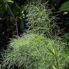 New growth. Lower Hutt.<br>Photographer: Jeremy R. Rolfe, Date taken: 07/12/2009, Licence: <a target='_blank' href='https://creativecommons.org/licenses/by/4.0'>CC BY</a>. <a class='member-message' href='/nzpcn/why-join-nzpcn/' target='_blank'>Members can view a larger version of this image.</a>