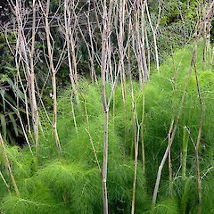 New growth and previous seasons’s stems. Whanganui. Nov 2011.<br>Photographer: Colin C. Ogle, Licence: <a target='_blank' href='https://creativecommons.org/licenses/by-nc/4.0'>CC BY-NC</a>. <a class='member-message' href='/nzpcn/why-join-nzpcn/' target='_blank'>Members can view a larger version of this image.</a>