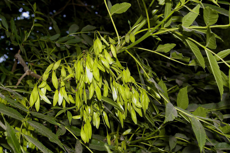 Fraxinus excelsior • New Zealand Plant Conservation Network