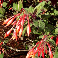 Fuchsia boliviana var. luxurians.<br>Photographer: Peter J de Lange, Licence: <a target='_blank' href='https://creativecommons.org/licenses/by-nc/4.0'>CC BY-NC</a>. <a class='member-message' href='/nzpcn/why-join-nzpcn/' target='_blank'>Members can view a larger version of this image.</a>