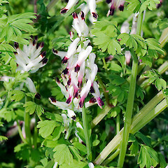 Fumaria capreolata subsp. capreolata