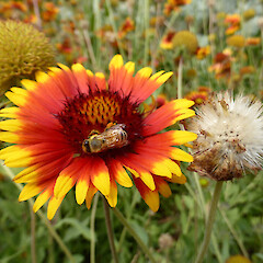 Honey bee on flower head; garden, 16 Virginia Heights, Whanganui.<br>Photographer: Colin C. Ogle, Date taken: 07/02/2019, Licence: <a target='_blank' href='https://creativecommons.org/licenses/by-nc/4.0'>CC BY-NC</a>. <a class='member-message' href='/nzpcn/why-join-nzpcn/' target='_blank'>Members can view a larger version of this image.</a>