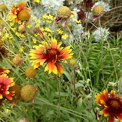 Honey bee on flower head; garden, 16 Virginia Heights, Whanganui.<br>Photographer: Colin C. Ogle, Date taken: 07/01/2019, Licence: <a target='_blank' href='https://creativecommons.org/licenses/by-nc/4.0'>CC BY-NC</a>. <a class='member-message' href='/nzpcn/why-join-nzpcn/' target='_blank'>Members can view a larger version of this image.</a>