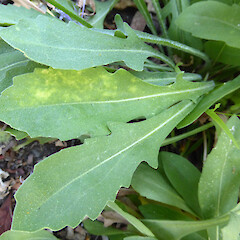 basal rosette leaves, lobed margins; garden, 16 Virginia Heights, Whanganui.<br>Photographer: Colin C. Ogle, Date taken: 10/02/2019, Licence: <a target='_blank' href='https://creativecommons.org/licenses/by-nc/4.0'>CC BY-NC</a>. <a class='member-message' href='/nzpcn/why-join-nzpcn/' target='_blank'>Members can view a larger version of this image.</a>