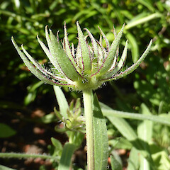 Involucral bracts of young flower head; garden, 16 Virginia Heights, Whanganui.<br>Photographer: Colin C. Ogle, Date taken: 10/02/2019, Licence: <a target='_blank' href='https://creativecommons.org/licenses/by-nc/4.0'>CC BY-NC</a>. <a class='member-message' href='/nzpcn/why-join-nzpcn/' target='_blank'>Members can view a larger version of this image.</a>