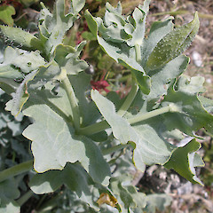Glaucium flavum.<br>Photographer: John Sawyer, Licence: <a target='_blank' href='https://creativecommons.org/licenses/by-nc/4.0'>CC BY-NC</a>.